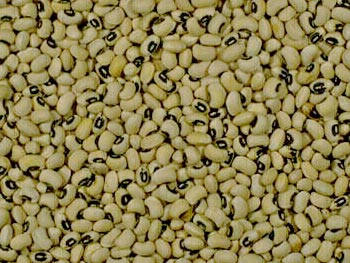 Frijol pelón el grano tabasqueño que podría convertirse en oro culinario