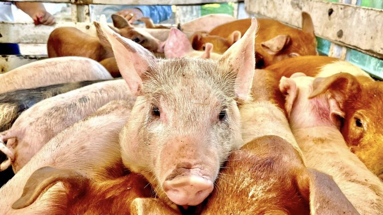 la entrega de lechones