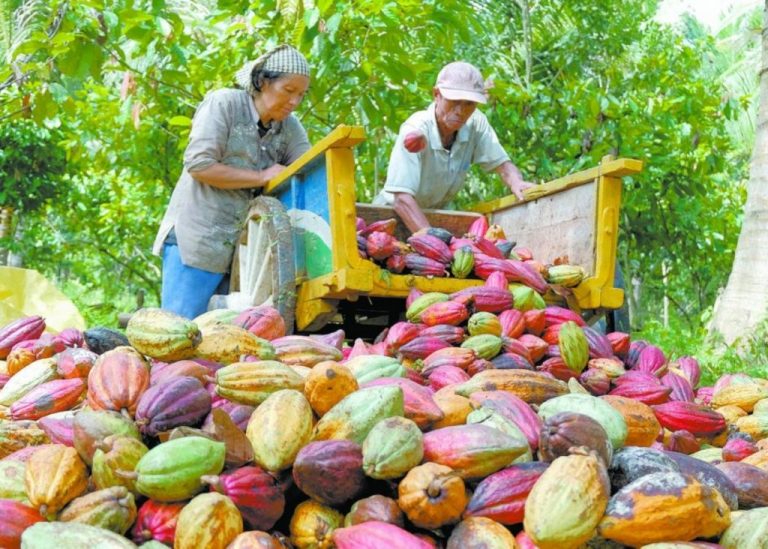 Tabasco Apuesta al Cacao: Anuncian 80 MDP para Moderna Planta Procesadora de Chocolate