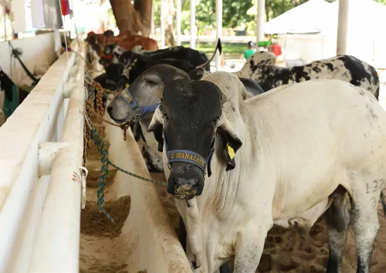 Villahermosa se consolida como epicentro ganadero con la Tercera Muestra Mexicana del Cebú