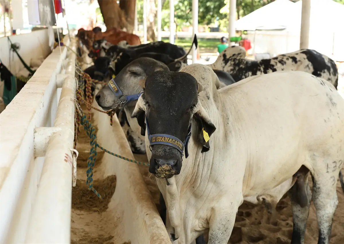 Villahermosa se consolida como epicentro ganadero con la Tercera Muestra Mexicana del Cebú