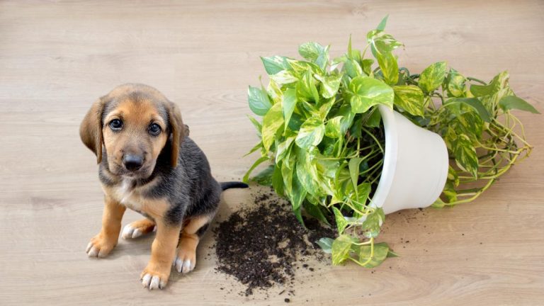 plantas comunes que son veneno para perros y gatos