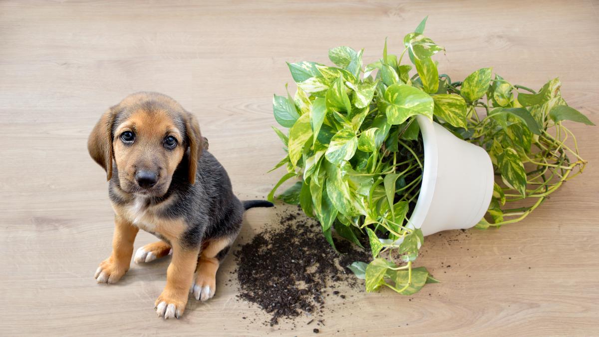plantas comunes que son veneno para perros y gatos
