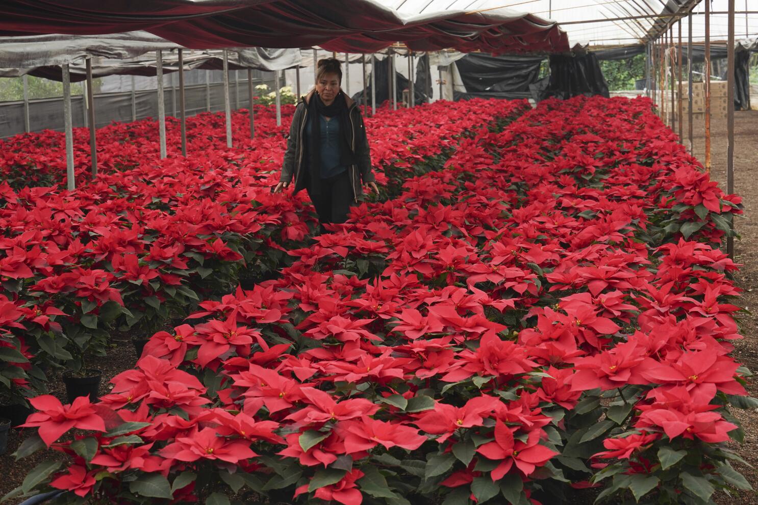 La flor que une al mundo en Navidad: así llaman a la Nochebuena en otros países