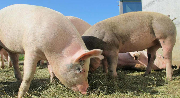 Peste porcina amenaza a España: exportaciones millonarias en jaque