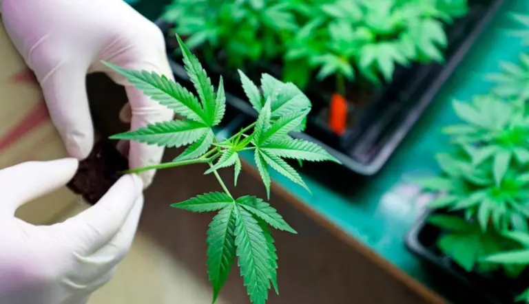 Trump sacude la política antidrogas: reclasifica la marihuana como sustancia “menos peligrosa”