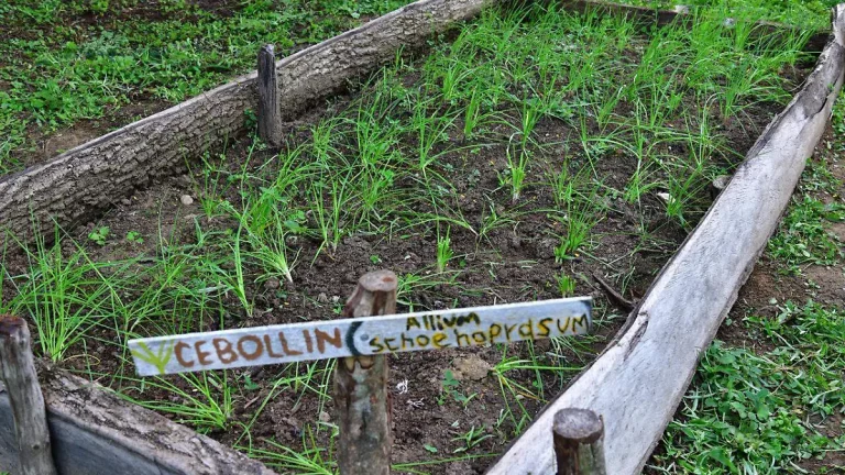 Certificarán parcelas de Sembrando Vida en Tabasco para impulsar producción y desarrollo rural