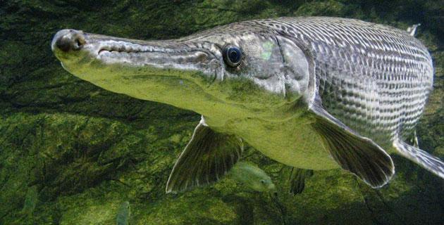 Del río al lienzo: el pejelagarto se convierte en arte y símbolo cultural