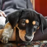 ¡Los perros también son curiosos! Estudio revela que nuestras mascotas nos “espían” para aprender