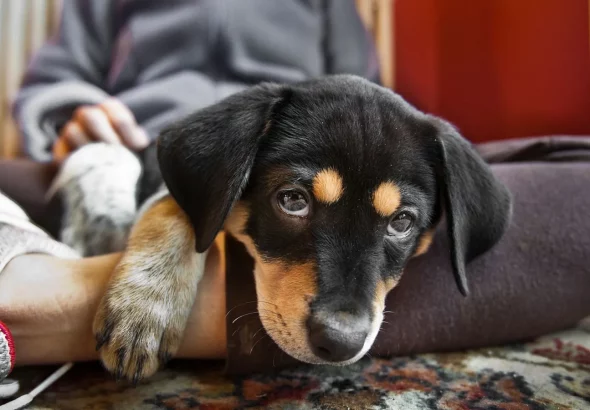 ¡Los perros también son curiosos! Estudio revela que nuestras mascotas nos “espían” para aprender