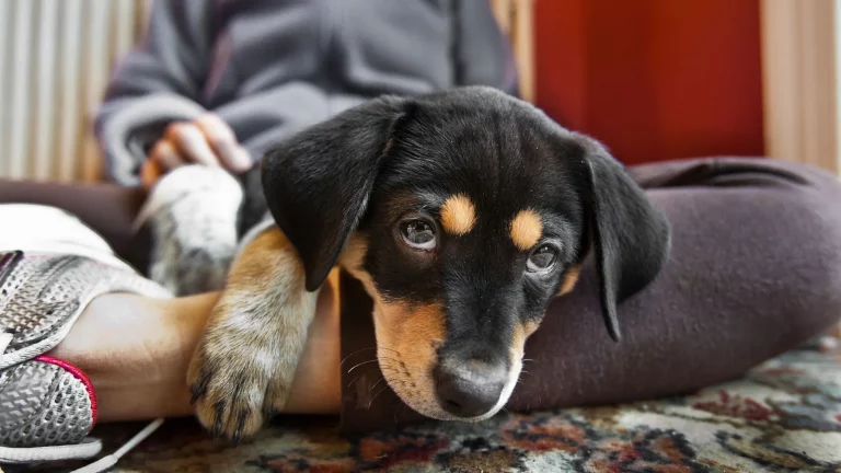 ¡Los perros también son curiosos! Estudio revela que nuestras mascotas nos “espían” para aprender