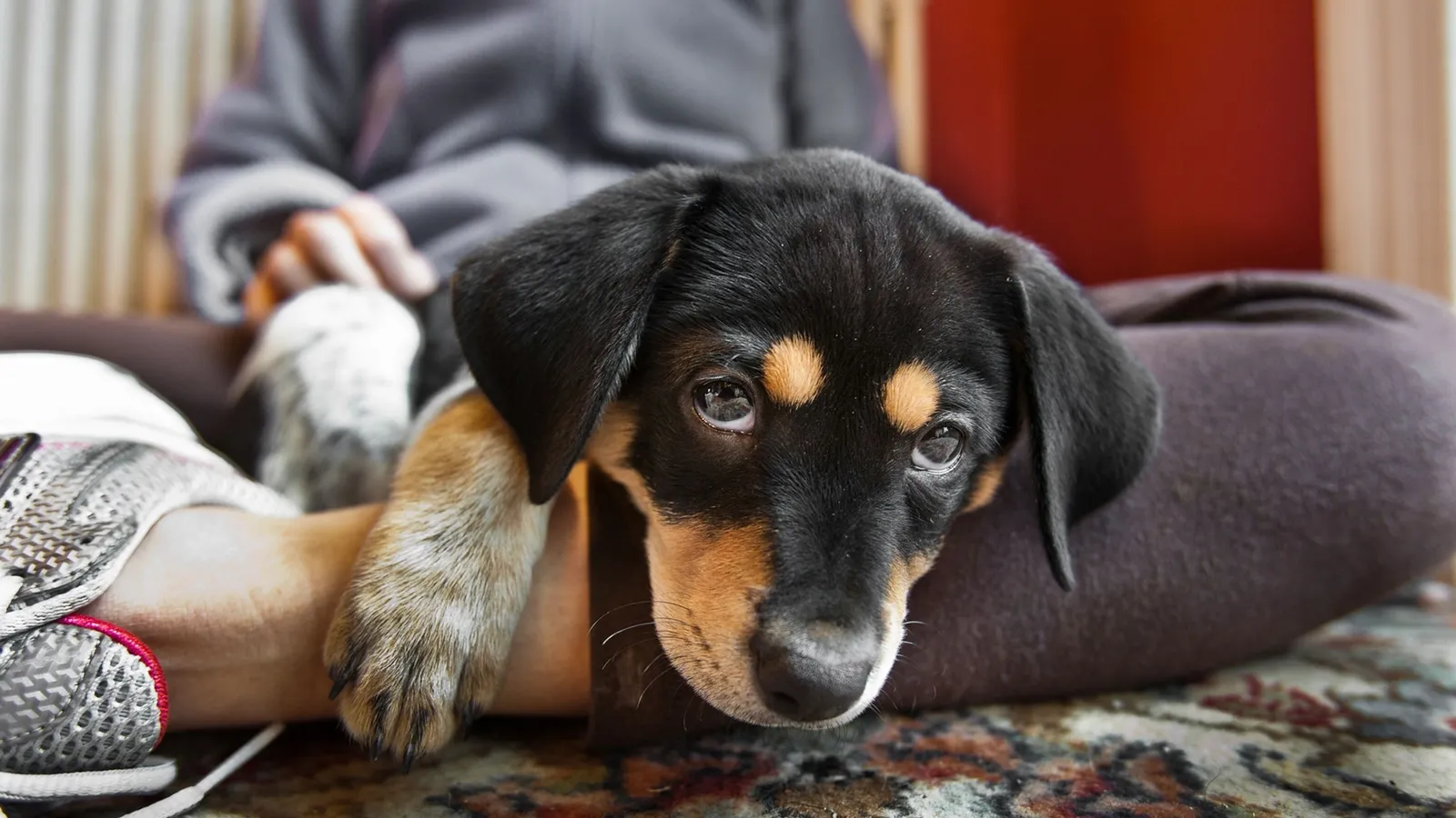 ¡Los perros también son curiosos! Estudio revela que nuestras mascotas nos “espían” para aprender
