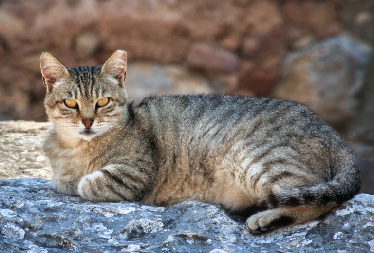 ¿Terapia con bigotes? La UNAM revela cómo los gatos pueden ayudar a reducir el estrés